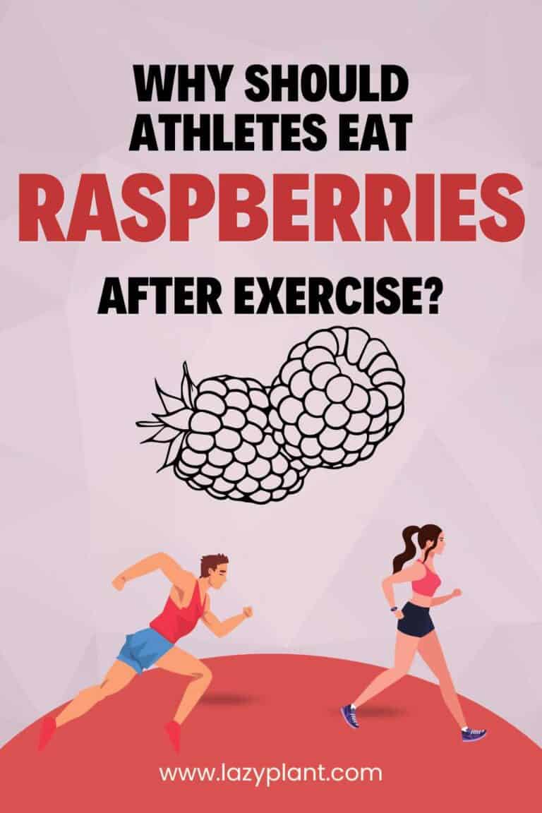 Raspberries for muscle growth & endurance LazyPlant