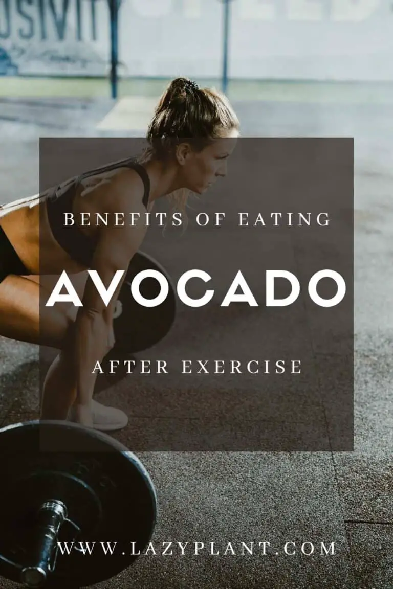 Avocado is the ultimate postworkout food LazyPlant