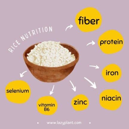 How to eat rice at dinner for weight loss? - LazyPlant