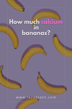 Do bananas help us meet our daily needs of calcium?