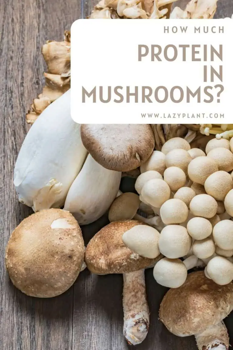 Are mushrooms high in protein? LazyPlant