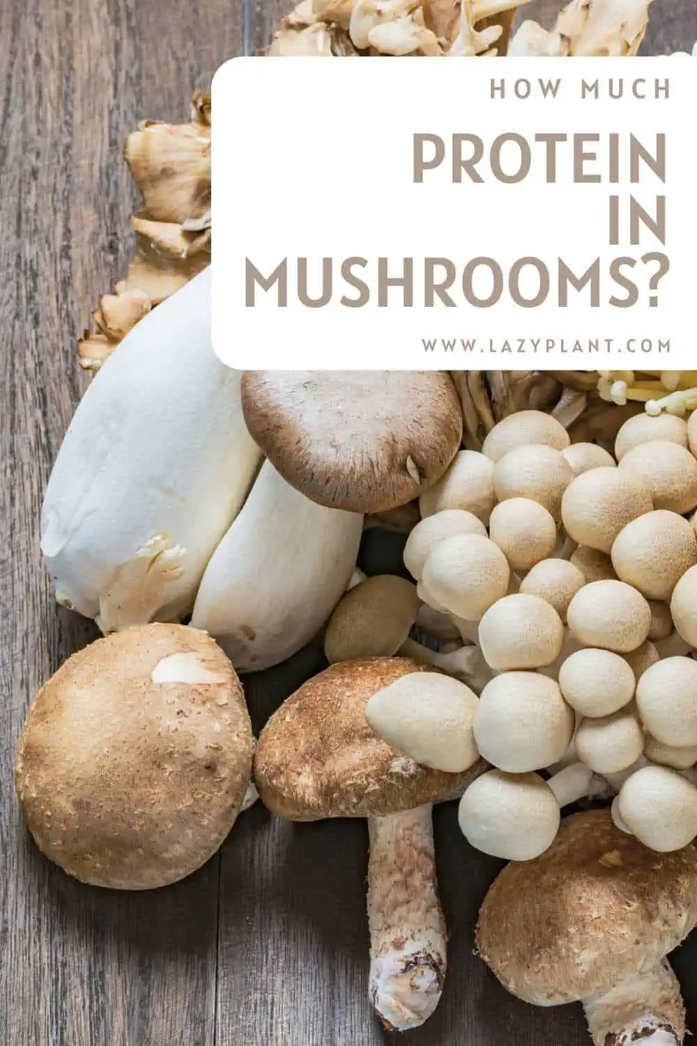How much protein in mushrooms?