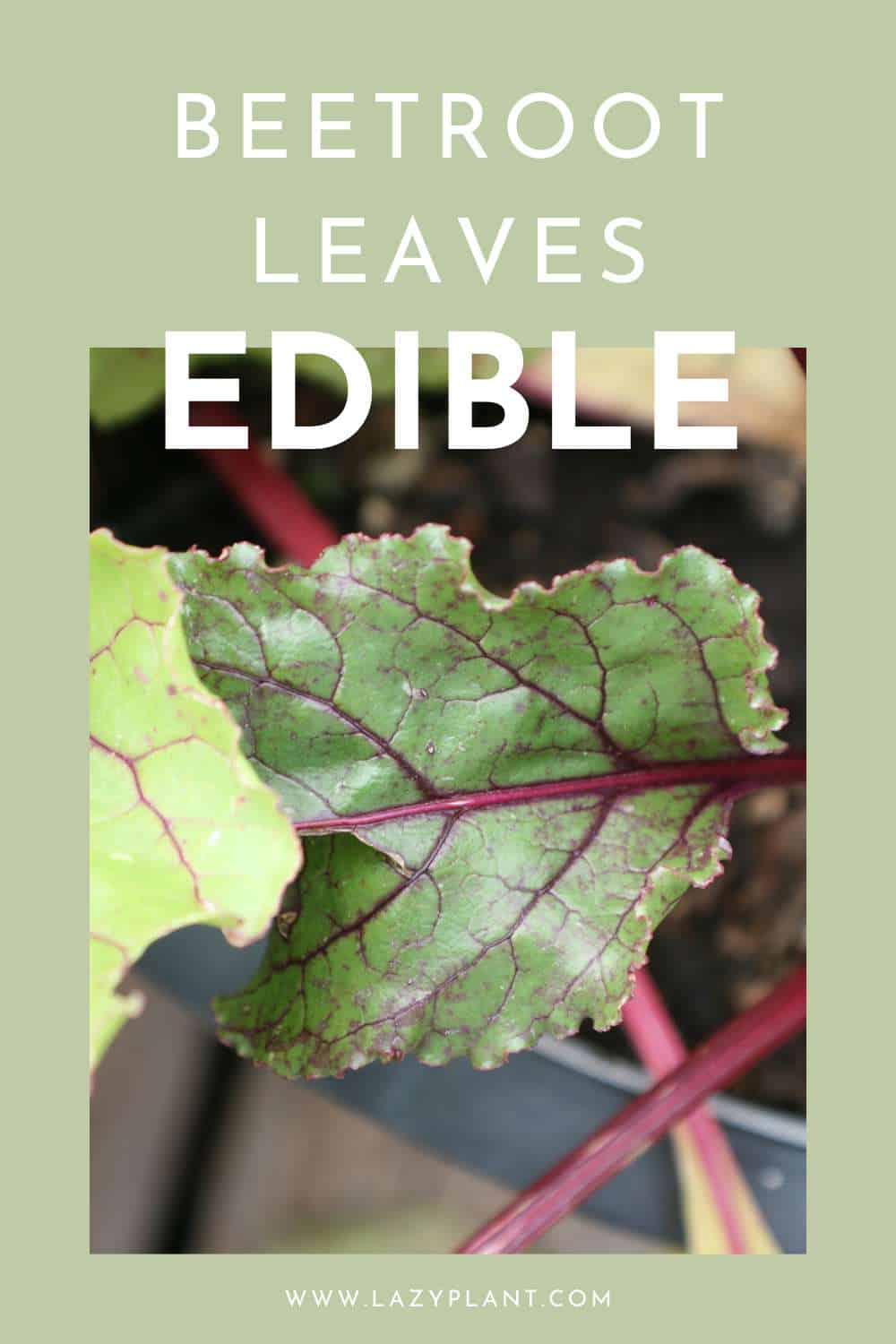 We should regularly eat beetroot leaves. Don't throw them away.