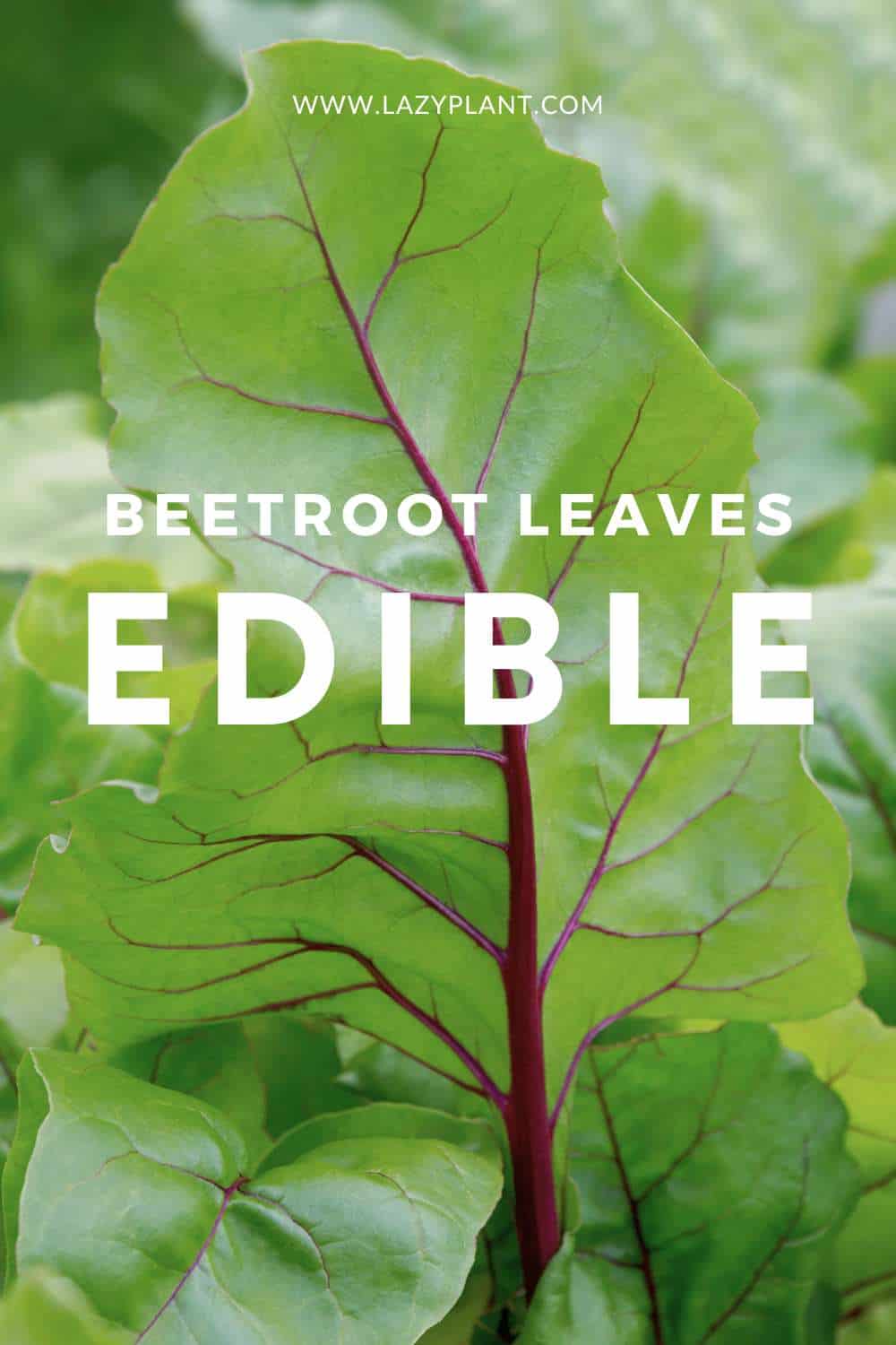 You can eat beetroot leaves raw or cooked.