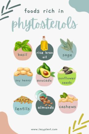 Picture of A list of foods high in phytosterols. - LazyPlant