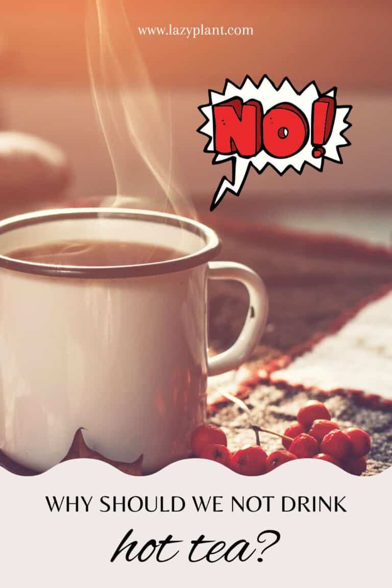 What happens to your body when you eat hot food? LazyPlant