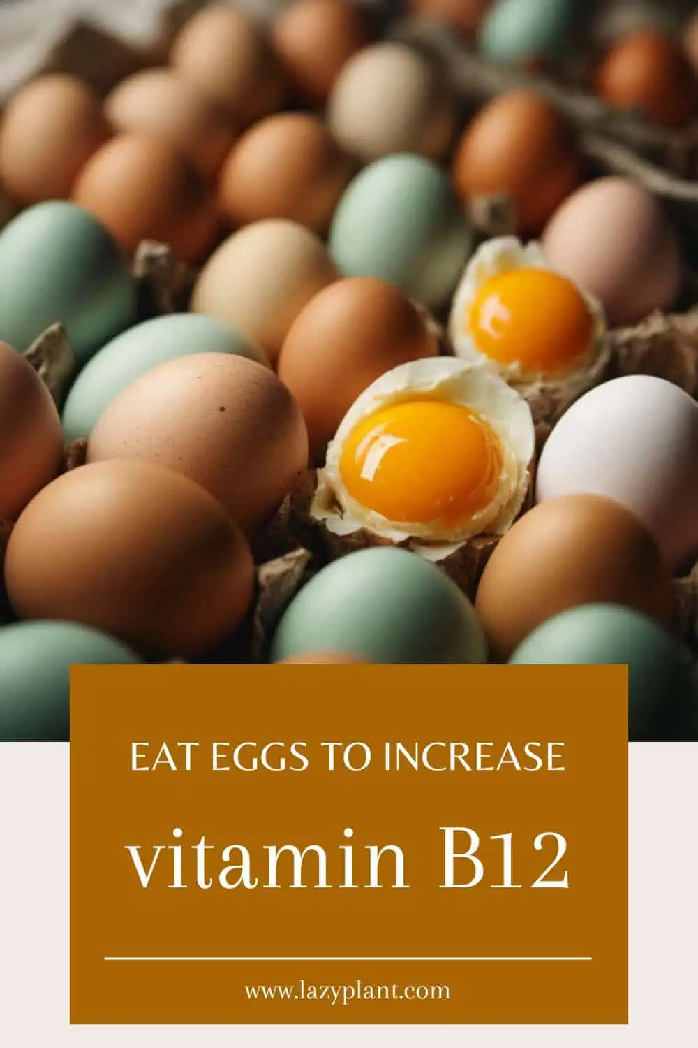 Can an egg a day help me meet my needs for vitamin B12?