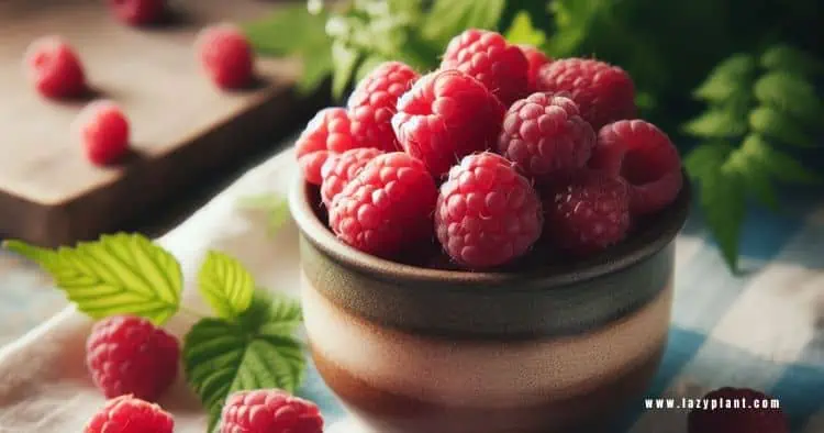 Eat raspberry snacks for Weight Loss.