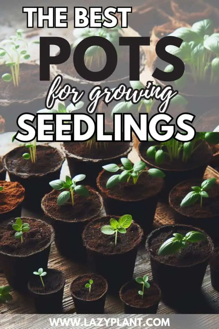 Plastic vs Peat vs Ceramic Nursery Pots LazyPlant