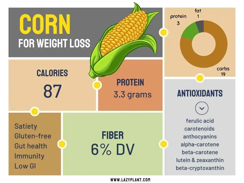 Sweet Corn Infographics